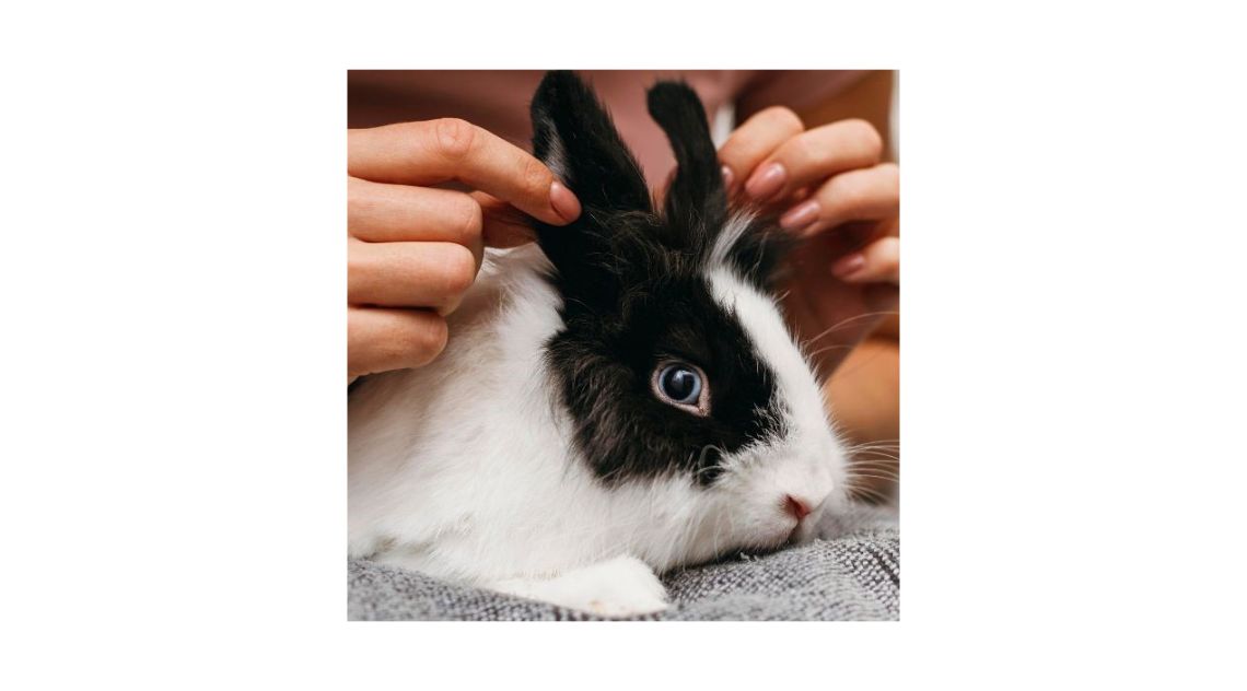 why vaccinate my rabbit